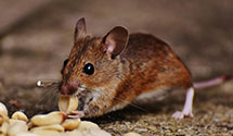 24 Hour & Emergency Exterminators in Decatur, GA